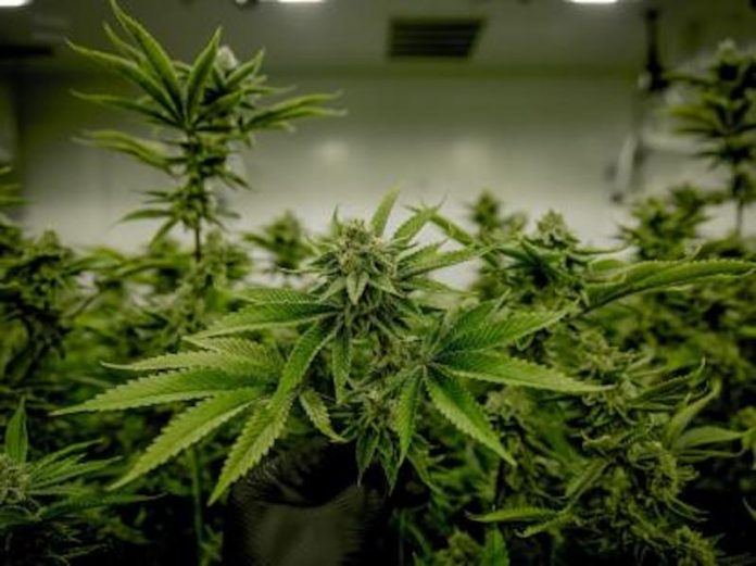 Comisión Primera del Senado aprueba proyecto para regular venta de cannabis en el país