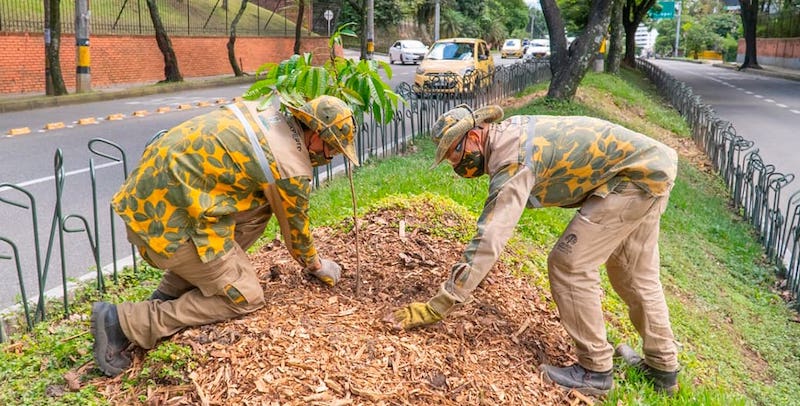 Medellín, la segunda ciudad de Colombia que más siembra árboles - ifm  noticias