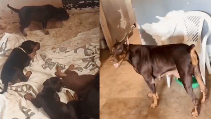 Indignante rescate de más de 20 perros de criadero ilegal en Cali