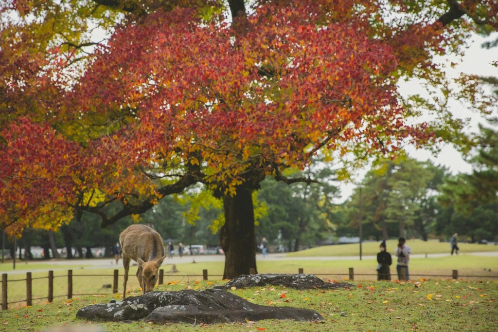 Nara, Japón