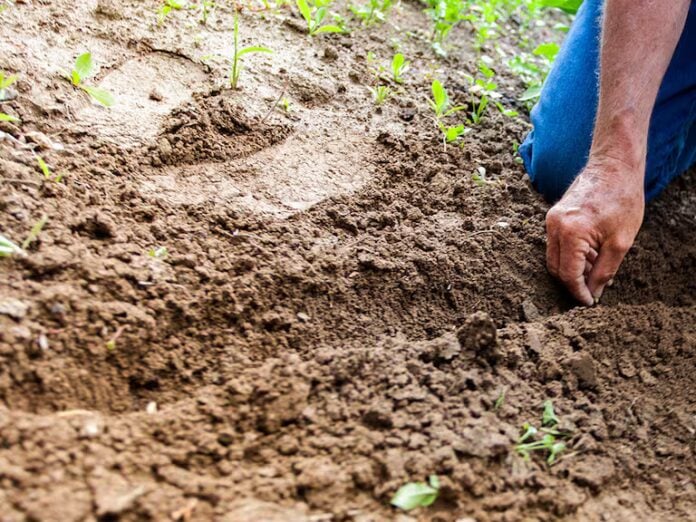 cortesía caracol radio